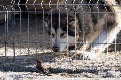 Челябинск. Собака породы маламут и птичка   в приюте для диких животных `Спаси меня`, организованном зоозащитниками .