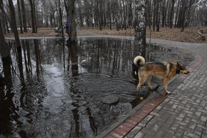 Москва.  Собака ходит по луже в Петровском парке.