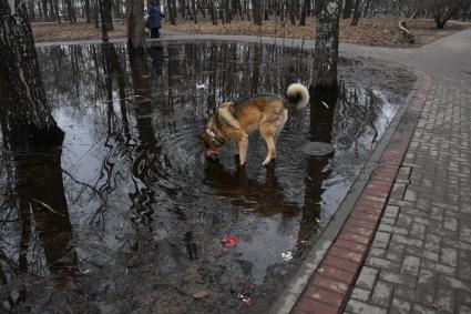 Москва.  Собака пьет воду из лужи в Петровском парке.