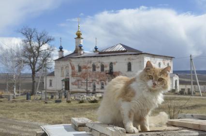 Тульская область, Белев.  Кошка на фоне Введенской церкви Преображенского монастыря.