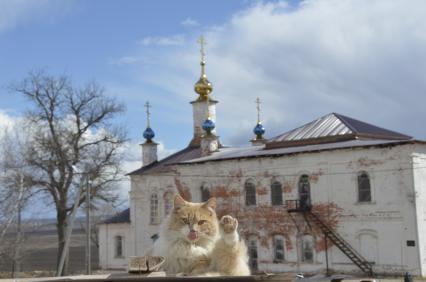 Тульская область, Белев.  Кошка на фоне Введенской церкви Преображенского монастыря.