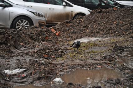 Москва. Ворона на разрытом газоне.