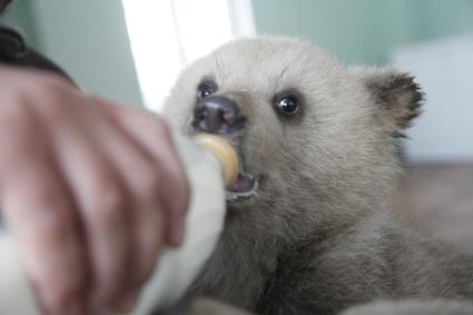 Уфа. Бурый медвежонок,  родившийся  в вольере в парке Лесоводов.
