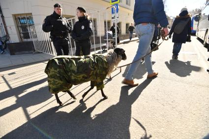 Москва.  Мужчина гуляет с овечкой на одной из улиц города.