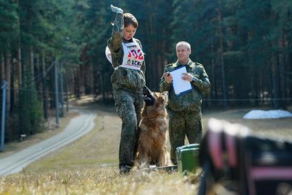 Екатеринбург. Соревнования кинологов Уральского таможенного управления. Служебная собака породы немецкая овчарка, перед началом испытания по поиску имитатора наркотического вещества в багаже