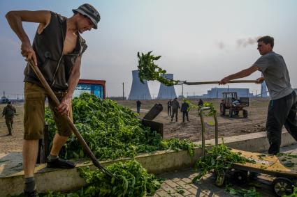 Украина, Донецкая область, Зугрэс.  Зугрэское тепличное хозяйство.