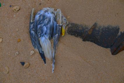 Украина, Новоазовский район , Безыменное. Мертвая чайка на берегу  Таганрогского  залива.