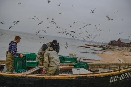 Украина, Новоазовский район , Безыменное. Промысловый лов рыбы в  Таганрогском заливе.