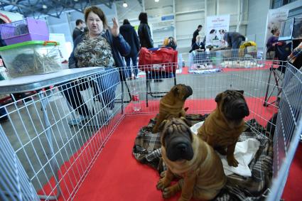 Москва. Вольер со щенками породы  Шарпея на выставке-продаже  щенков и котят  разных пород `БЭСТики ШОУ`в  Крокус Экспо.