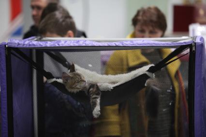Ставрополь. Котенок породы мейн-кун на международной выставке кошек.