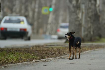 Екатеринбург. Собака породы ТОй-терьер на прогулке