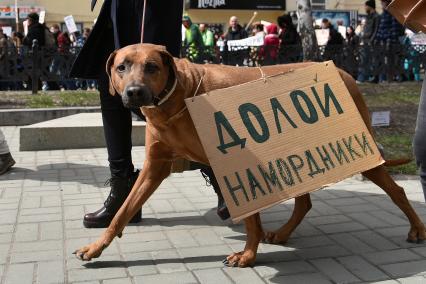 Новосибирск. Собака с плакатом `Долой намордники` на первомайской `Монстрации` на одной из улиц города.