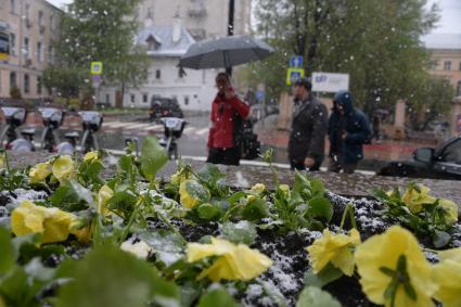 Москва.  Цветы анютины глазки под снегом.