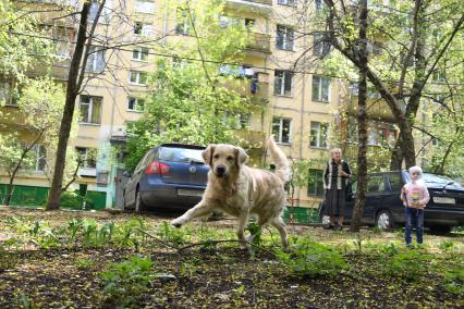 Москва. Девочка гуляет с собакой во дворе жилого пятиэтажного дома в районе Новые Черемушки.