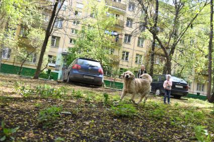 Москва. Девочка гуляет с собакой во дворе жилого пятиэтажного дома в районе Новые Черемушки.