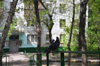 Москва.  Голуби во дворе жилого пятиэтажного дома в районе Новые Черемушки.