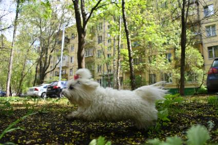 Москва. Собака во дворе жилого пятиэтажного дома в районе Новые Черемушки.