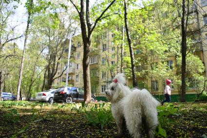 Москва. Собака во дворе жилого пятиэтажного дома в районе Новые Черемушки.