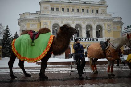 Нижний Новгород. Катание на лошади и верблюде. На заднем плане - Нижегородский государственный академический театр драмы имени М. Горького