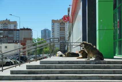 Екатеринбург. Бродячие собаки у входя в магазин