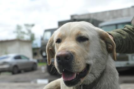 Хабаровск.  Служебная собака породы лабрадор  на полигоне во время соревнований кинологов `Верный друг`.