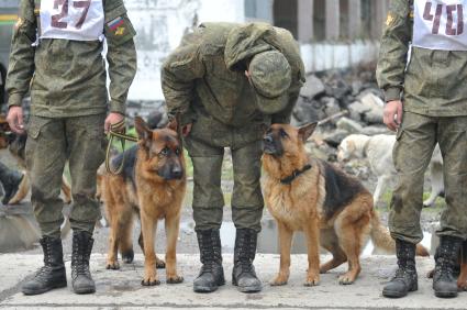 Хабаровск. Военнослужащие с собаками на полигоне во время соревнований кинологов `Верный друг` .