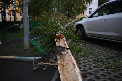 Москва. Последствия урагана в городе.