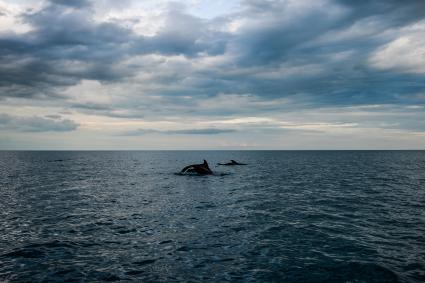 Крым, Новый Свет.  Дельфины в Черном море.