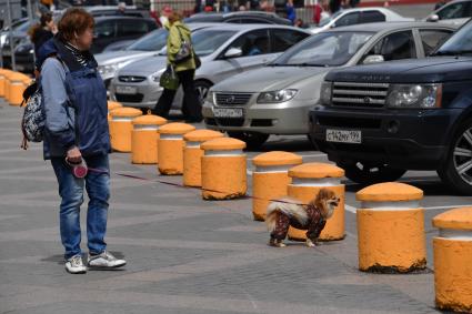 Москва.  Женщина с собачкой на улице.