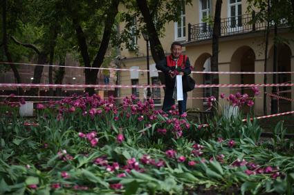Москва. Мужчина собирает тюльпаны, сломанные после урагана в сквере у дома Н.В. Гоголя на Никитском бульваре.