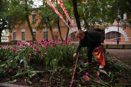 Москва. Женщина собирает тюльпаны, сломанные после урагана в сквере у дома Н.В. Гоголя на Никитском бульваре.