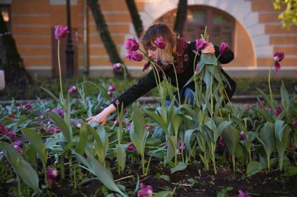 Москва. Горожане собирают тюльпаны, сломанные после урагана в сквере у дома Н.В. Гоголя на Никитском бульваре.