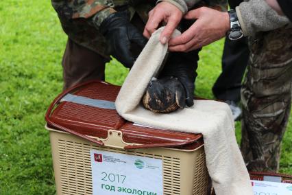 Москва. Программа выпуска в природу сокола-сапсана стартовала в Большом Кремлевском сквере.