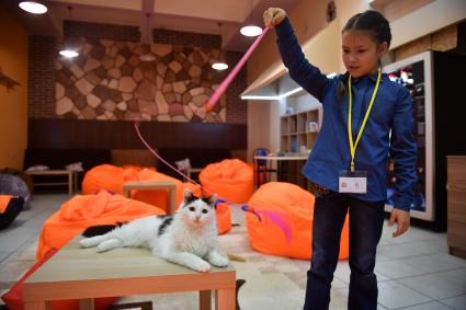 Москва. Девочка играет с кошкой в столичном антикафе `Котики Енотики`.