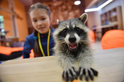 Москва. Девочка играет с енотом  в столичном антикафе `Котики Енотики`.