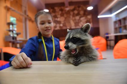 Москва. Девочка играет с енотом  в столичном антикафе `Котики Енотики`.