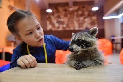 Москва. Девочка играет с енотом  в столичном антикафе `Котики Енотики`.