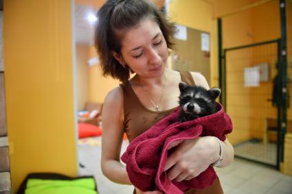 Москва. Девушка с енотом на руках в столичном антикафе `Котики Енотики`.