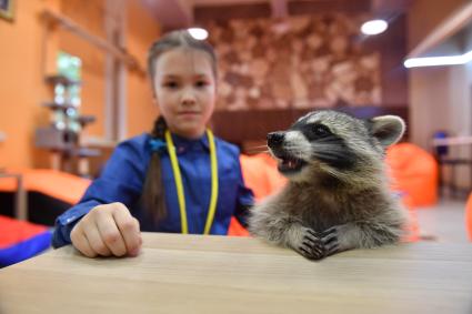 Москва. Девочка играет с енотом  в столичном антикафе `Котики Енотики`.