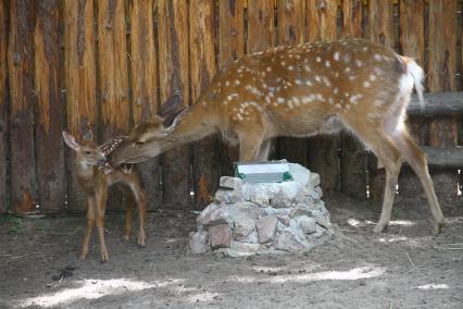 Нижний Новгород.  Пятнистый олень с детенышем в зоопарке `Лимпопо`.