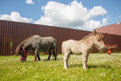 Ленинградская область, д. Скотное. На ферме  родился самый маленький жеребенок в мире породы американской карликовой лошади по кличке Гулливер.