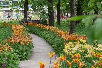 Москва. Цветущие тюльпановые аллеи  в саду  Аптекарского сада.