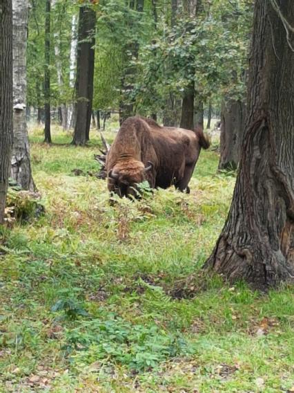 Московская область, Серпуховский район. Зубры в Приокско-Террасном заповеднике.