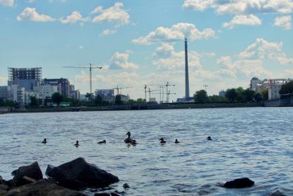 Екатеринбург. Утка с выводком у берега городского пруда обмелевшего из-за сброса воды