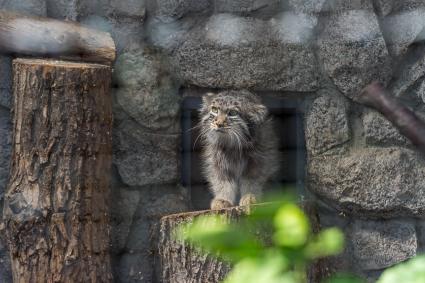 Санкт-Петербург. Дикий кот Манул  в вольере Ленинградского зоопарка.