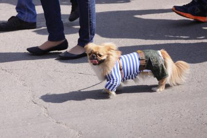Барнаул.  Собака в тельняшке на празднике  Дня Воздушно-десантных войск России.
