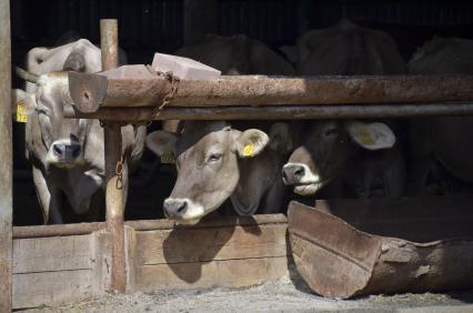 Тульская область. Коровы  на мясо-молочной ферме  `Родина`.