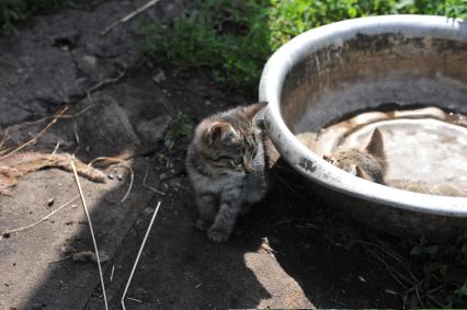 Уфа. Котята на улице.