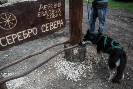 Самарская область. Деревня ездовых собак `Серебро Севера`.