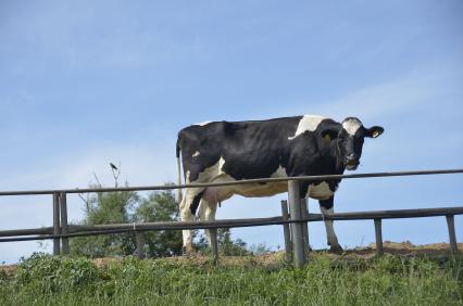 Тульская область. Корова на мясо-молочной  ферме.